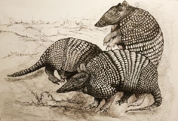 Armadillos