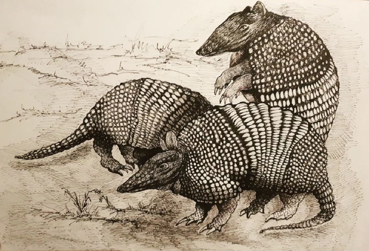 Armadillos